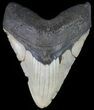 Bargain, Megalodon Tooth - North Carolina #66102-1